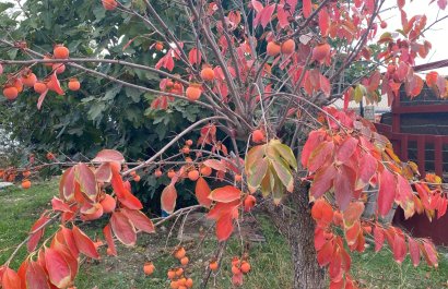 Reventa - Country House - Sax