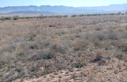 Resale - Plot / Land - Yecla