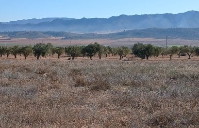 Resale - Plot / Land - Yecla