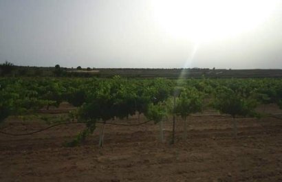 Herverkoop - Perceel / Grond - Yecla