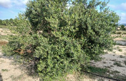 Reventa - Parcela / Terreno - Yecla