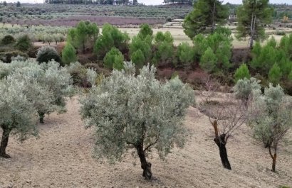 Reventa - Parcela / Terreno - Penáguila