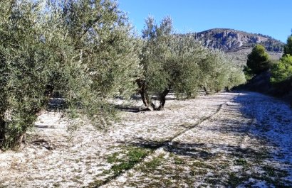 Herverkoop - Perceel / Grond - Planes