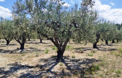 Herverkoop - Perceel / Grond - Planes