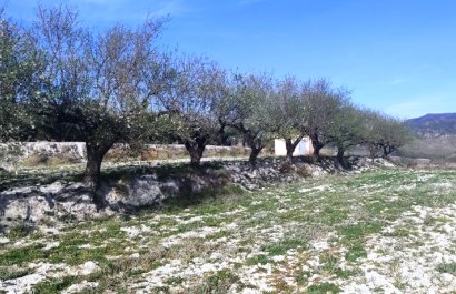 Resale - Plot / Land - Planes