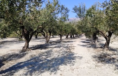 Resale - Plot / Land - Planes