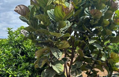 Resale - Country House - Rojales - Ciudad Quesada