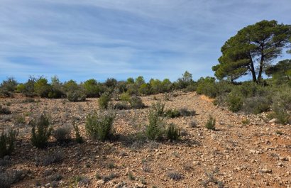 Resale - Plot / Land - Yecla