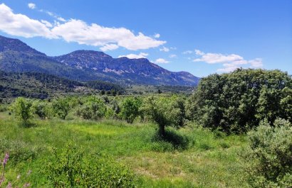 Reventa - Parcela / Terreno - Benimassot