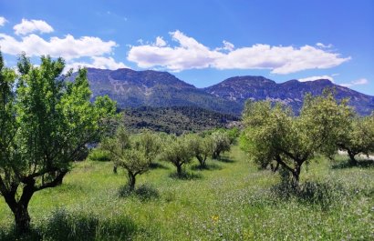 Reventa - Parcela / Terreno - Benimassot