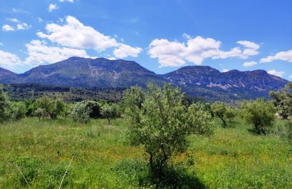 Reventa - Parcela / Terreno - Benimassot